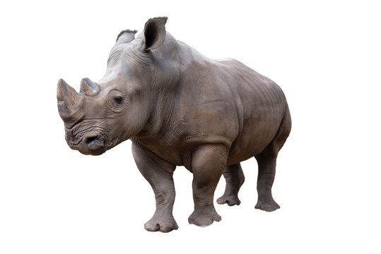 White Rhino