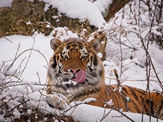 Fototapeta na wymiar Tiger enjoying the snow