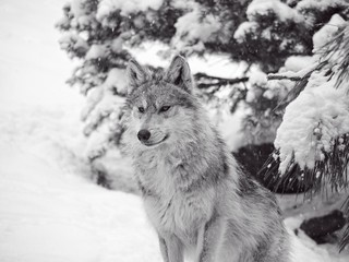 Obraz premium Wolf in the Snow