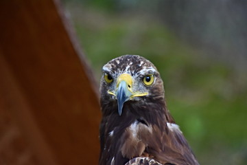 Eagle, king of the sky and beautiful predator