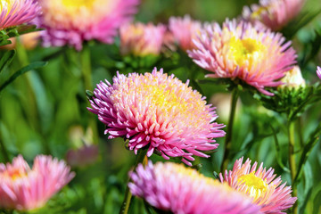 Fototapeta premium Pink and yellow asters (Callistephus chinensis)