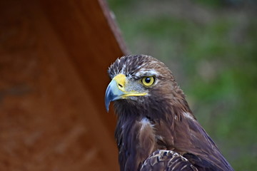 Eagle, king of the sky and beautiful predator