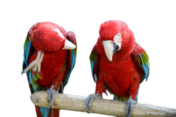 macaw