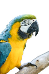 macaw