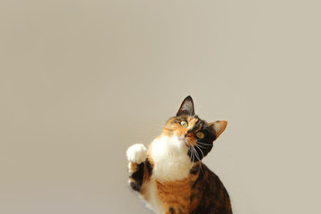 Tricolor cat raised the front foot, close-up