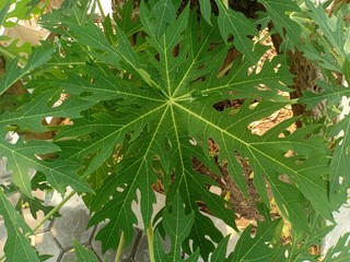 Leaves volume 955556