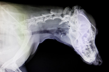 X-ray images of wild animal