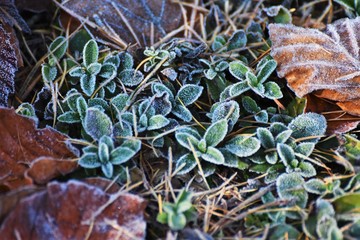 First Hoarfrost on the Beech Leafs
