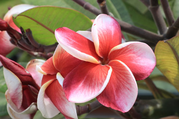 Beautiful  plumeria flowers bloom in full.