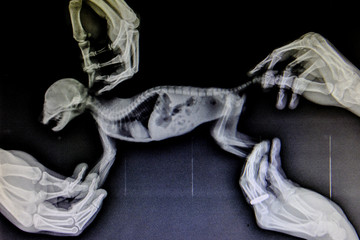 X-ray images of wild animal