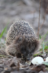 hedgehog in grass