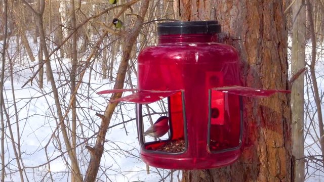 Birds eat seeds in the feeder - The great tit (Parus major), Eurasian blue tit (Cyanistes caeruleus), The coal tit (Periparus ater)