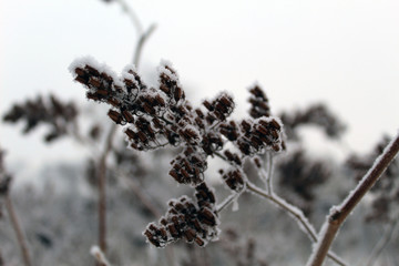 branch of tree in winter