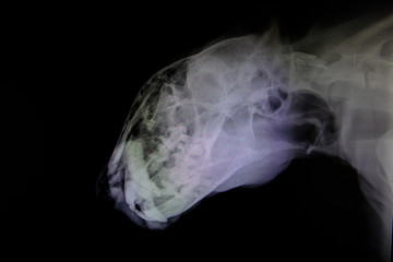 X-ray images of wild animal