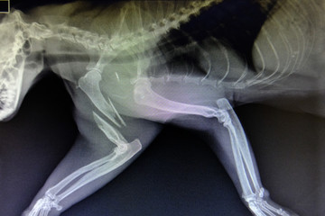 X-ray images of wild animal