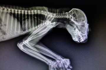 X-ray images of wild animal