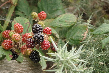 Blackberries and leaves 