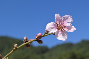  Peach flower on a branch. Рeach trees are in bloom in the garden.The road to peach orchard.Spring garden with flowering trees	