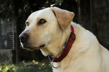 Portrait of a white dog with brown eyes and red leash