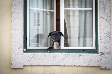 Black and white dog looks out of a white window