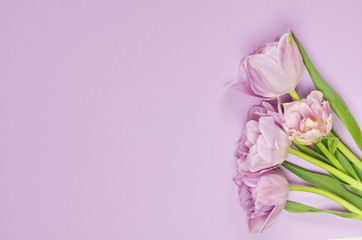 Spring tulip flowers on pastel light purple background top view. 