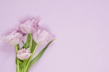 Spring tulip flowers on pastel light purple background top view. 