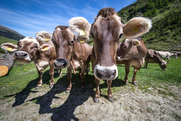 Cow in the alps