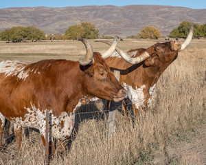 Longhorn Cattle