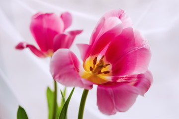 Obraz na płótnie Canvas Pink tulips close-up