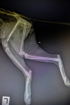 X-ray images of wild animal
