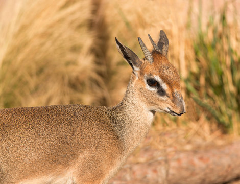 Kirk's Dik-Dik small African antelope closeup in golden grasses of Tanzania native to East Africa