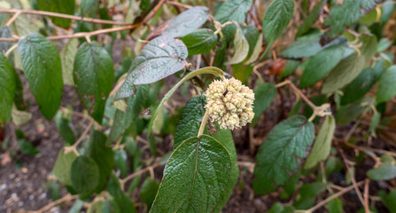 Fototapeta premium first flower and greens at the beginning of spring