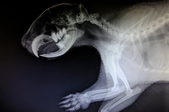X-ray images of wild animal
