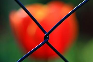 tulpe