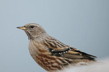 Accenteur alpin 