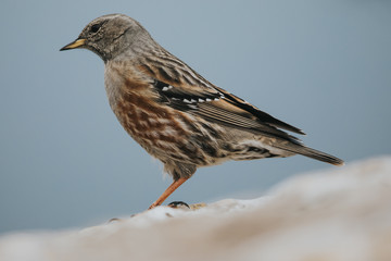 Accenteur alpin 