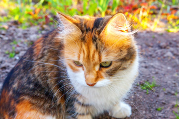 Arrogant short-haired domestic beautiful tabby cat eating fresh green grass oats. Natural hairball treatment. Pet care health and animals concept