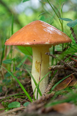 closeup edible mushroom growing in the grass
