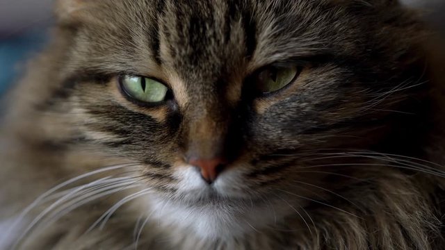 Cute muzzle of a tabby domestic cat close up