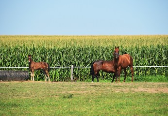 Colt with Two Horses