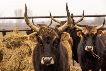 Heck cattle, cow and bulls on wintry pasture with open stablel