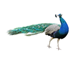 Obraz premium Beautiful Peacock Isolated On White