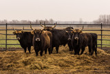 Heck cattle, cow and bulls on wintry pasture with open stablel
