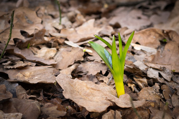 Full bloom blue scilla in the spring forest