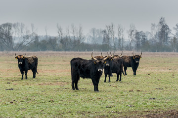 Heck cattle, cow and bulls on wintry pasture with open stablel