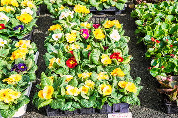 Spring flowers for plantation