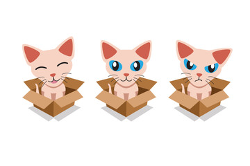 Vector cartoon illustration set of cute sphynx cat in cardboard box for design.