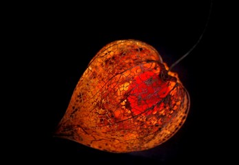 physalis