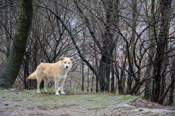 dog standing edge of forrest
