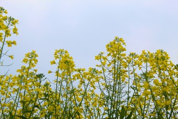 Mustard plants in farms in standing tall in day time.